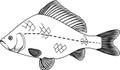 Coloring page with crucian carp